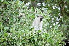 Grüne Meerkatzen (1 von 67).jpg